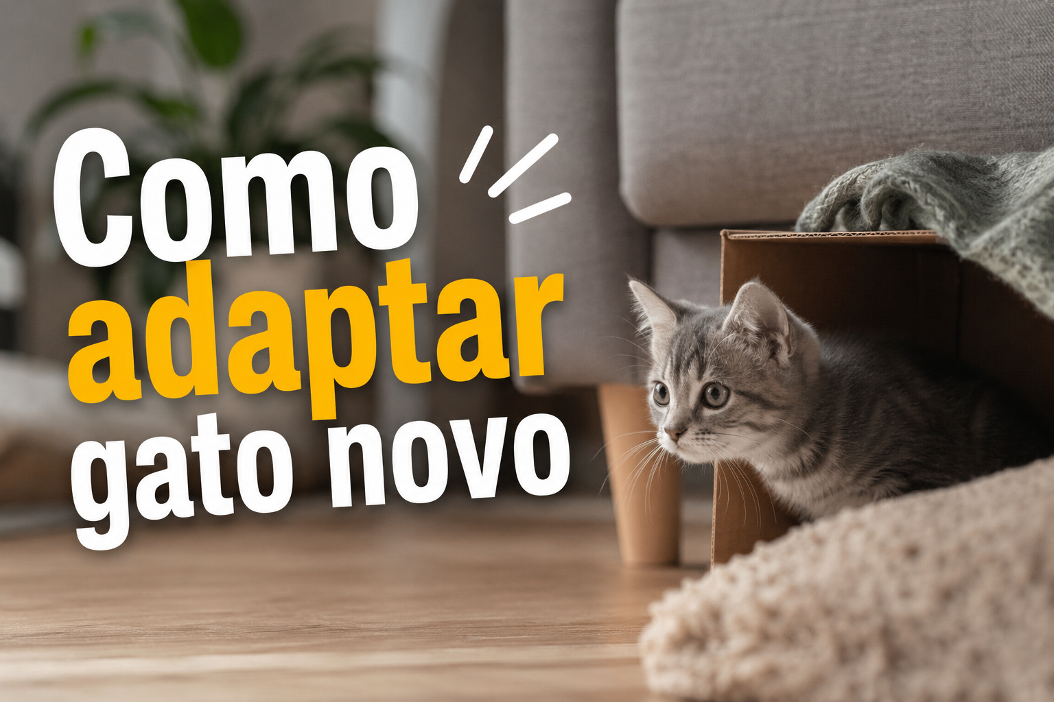 Como adaptar gato novo