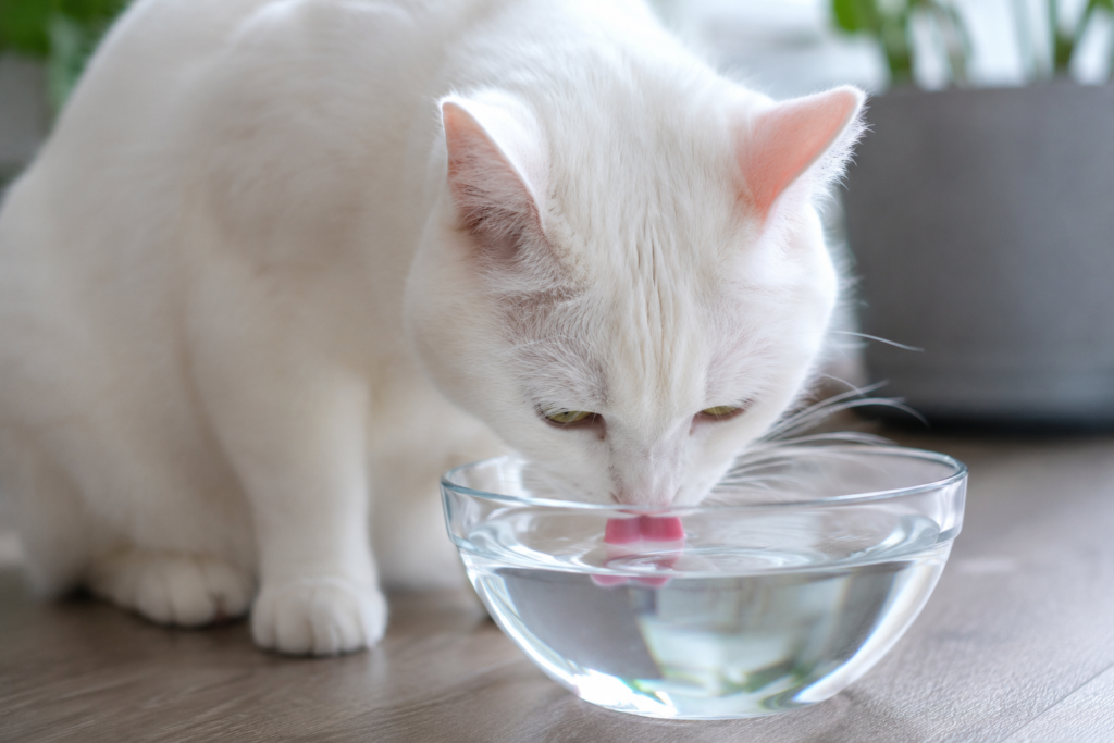 Como estimular o gato a tomar mais água