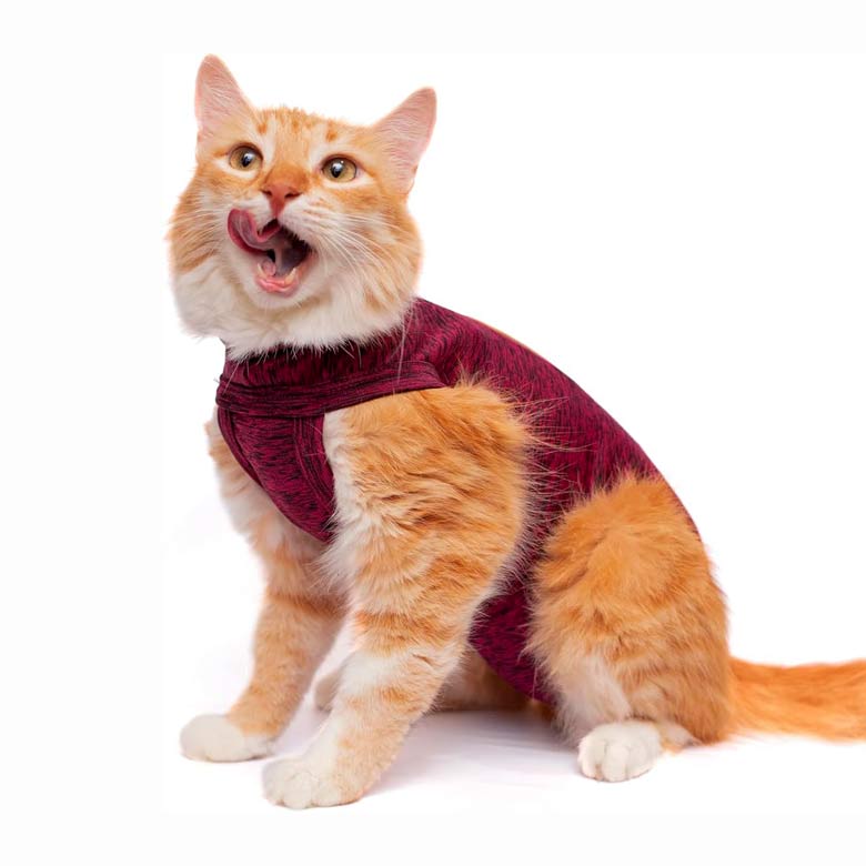 Roupa pós-cirúrgica para castração de gatos fêmea